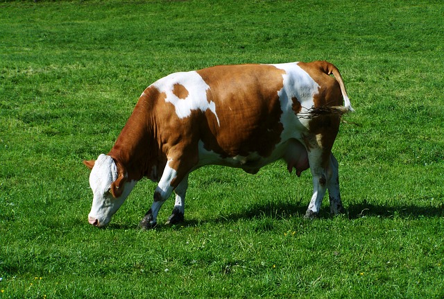 brown-and-white-cow-779425_640