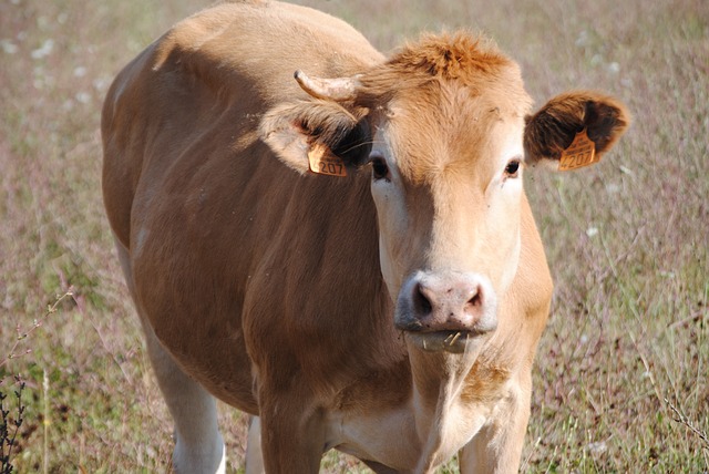 cow-in-field-877992_640