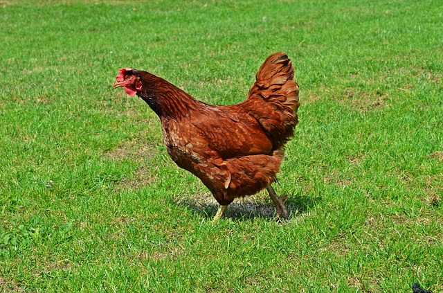 domestic-hen-850339_640