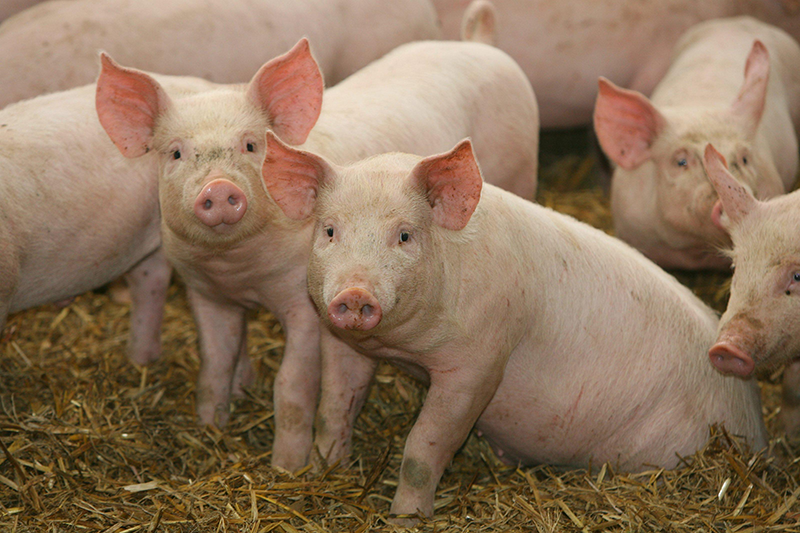 farm-pigs-wallpaper-2