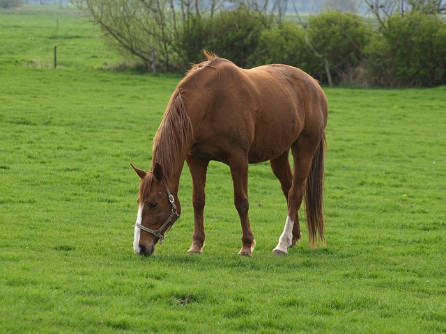 horse-324249_640