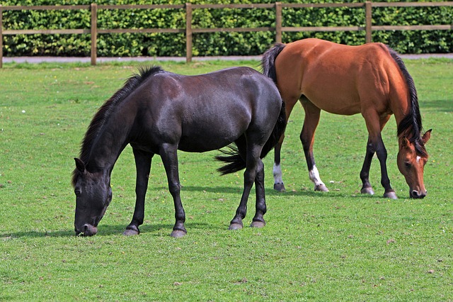 horses-164056_640