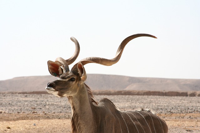 kudu-antelope-602272_640