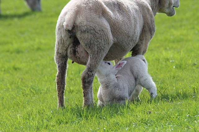 lamb-323063_640