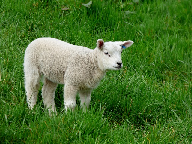 lamb-502557_640