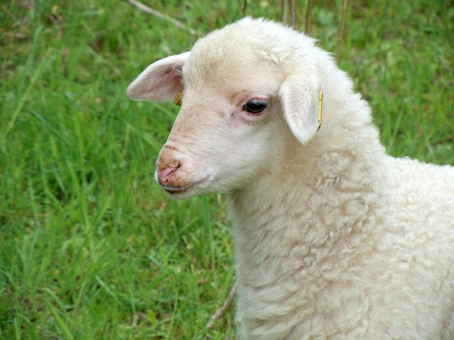 lamb-767991_640