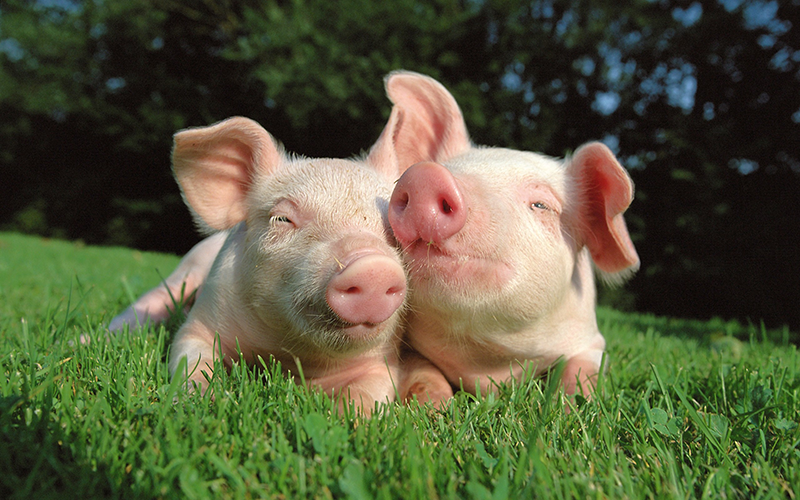 pigs-in-love-animals-in-nature-free-wallpaper