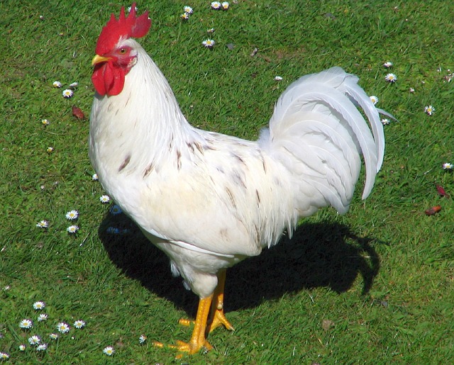 rooster-848348_640