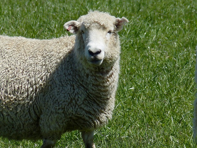 sheep-215737_640