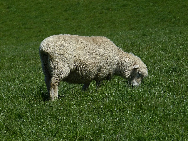 sheep-215738_640