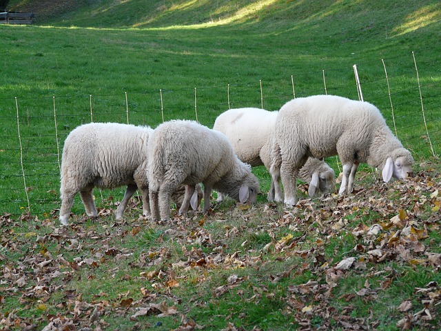 sheep-62612_640
