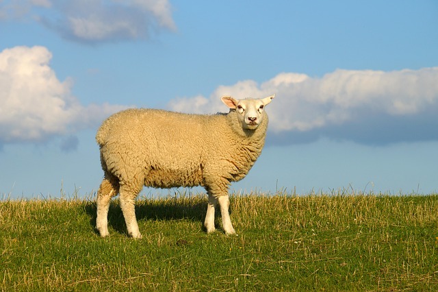 sheep-759816_640