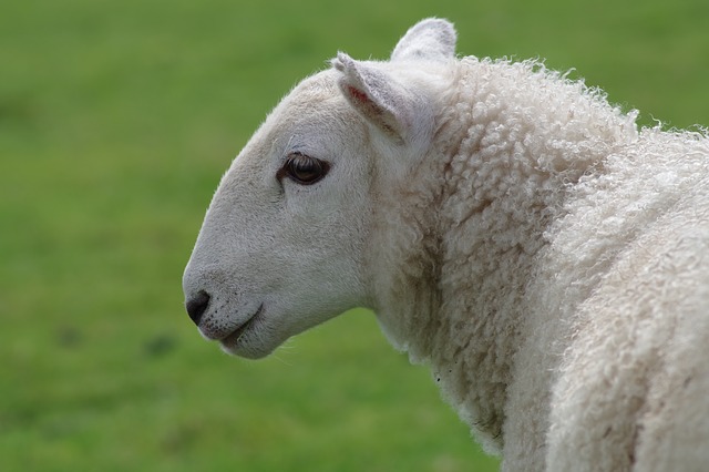 sheep-897537_640