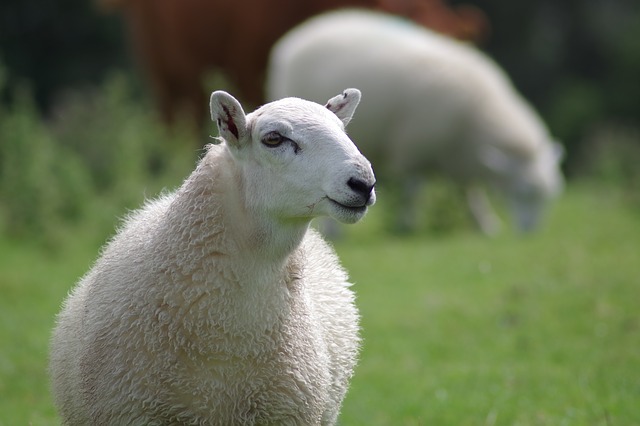 sheep-897538_640