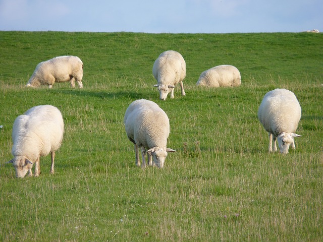 sheep-957523_640